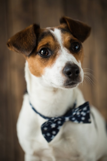 Gros plan sur le beau chien jack russell