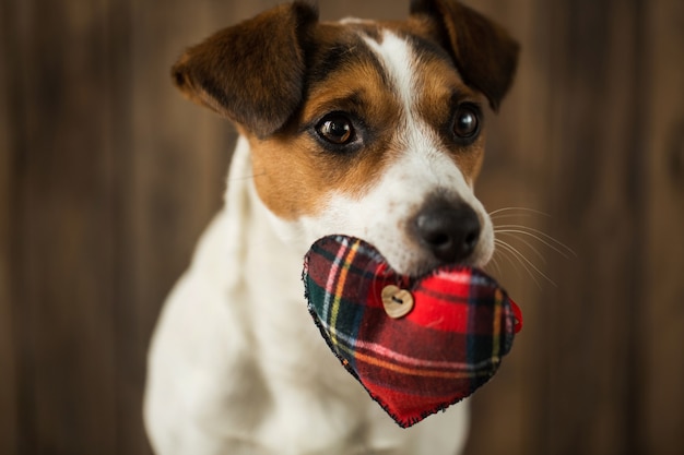 Gros plan sur le beau chien jack russell