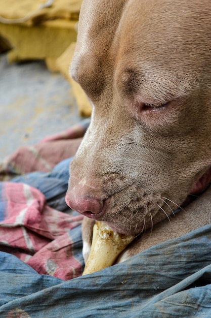 Gros plan d'un beau chiot Pitbull de 3 ans, concept d'abandon, de sauvetage ou d'adoption.