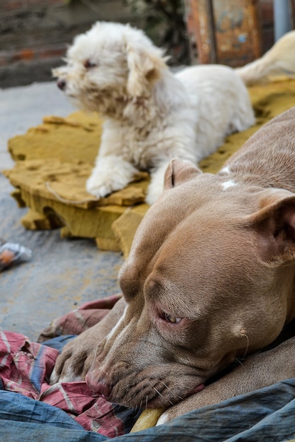 Gros plan d'un beau chiot Pitbull de 3 ans, concept d'abandon, de sauvetage ou d'adoption.