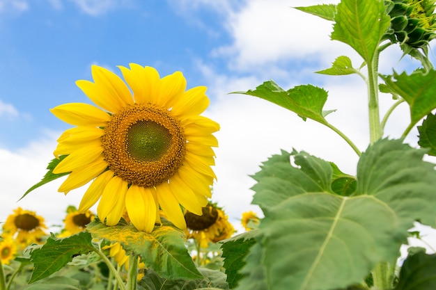 Gros plan, beau, fleur soleil