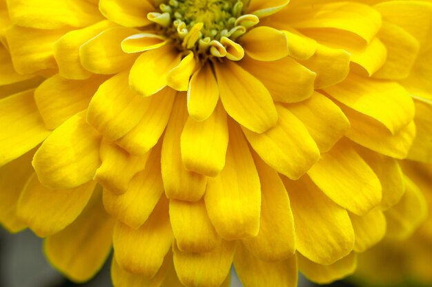 Gros plan beau fond de fleur de chrysanthème jaune