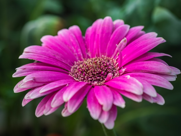 Gros plan d'un beau gerbera