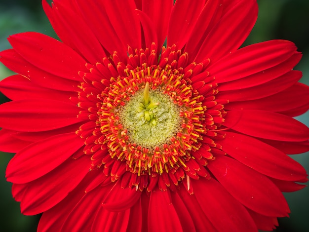 Gros plan d'un beau gerbera