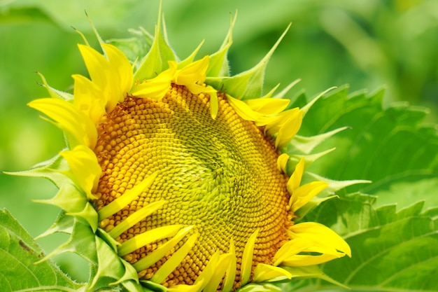 Photo gros plan, de, beau, jaune, tournesol, dans jardin