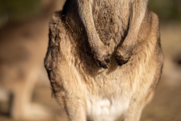gros plan d'un beau kangourou dans le nsw bush australien de la faune indigène australienne dans un parc national en Australie