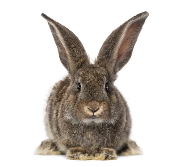 Gros plan sur beau lapin isolé