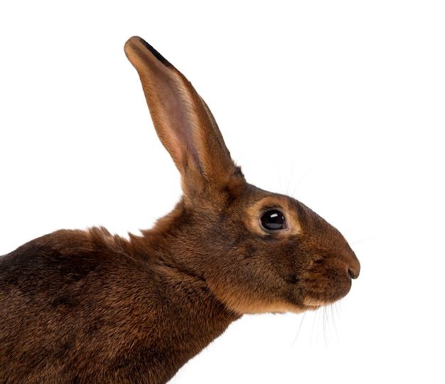 Gros plan sur beau lapin isolé