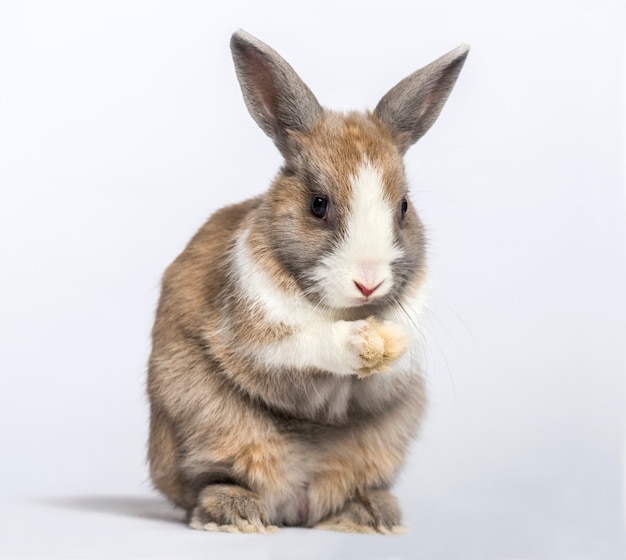 Gros plan sur beau lapin isolé