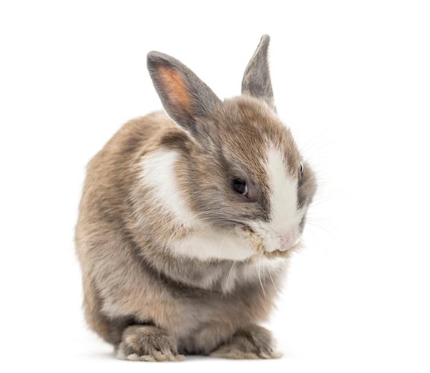 Gros plan sur beau lapin isolé