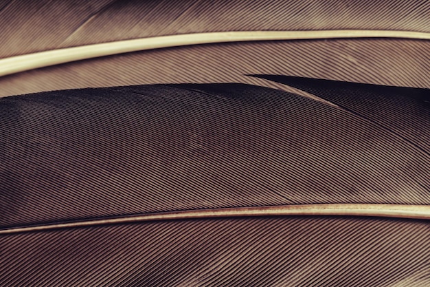 Photo en gros plan beau motif de plume d'oiseau arrière-plan pour la texture de la conception vue de photographie macro