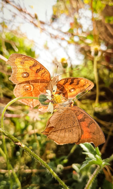 Gros plan d'un beau papillon sur une feuille aux couleurs vibrantes