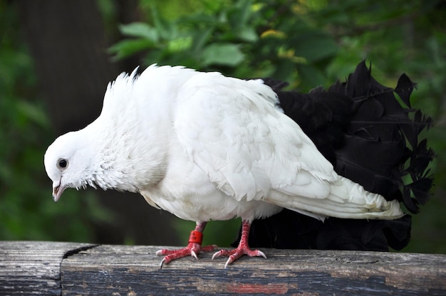 Un gros plan d'un beau pigeon blanc aux pieds rouges debout sur une planche