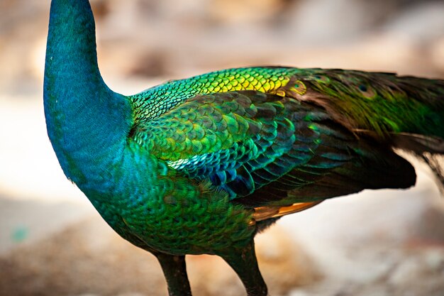 gros plan beau plume de corps de faisan indien