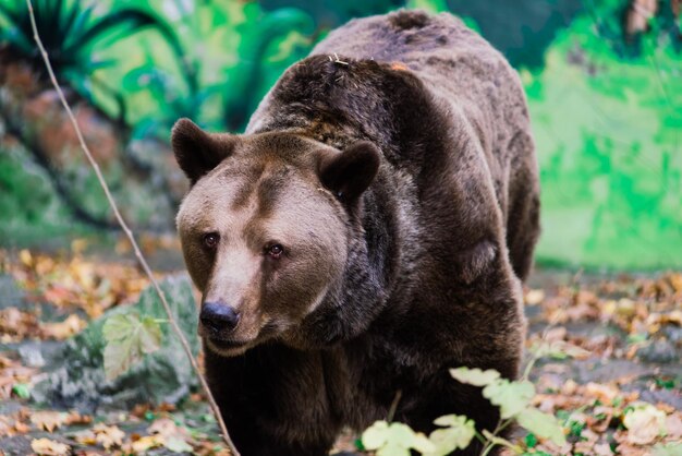 Gros plan beau portrait de gros ours brun