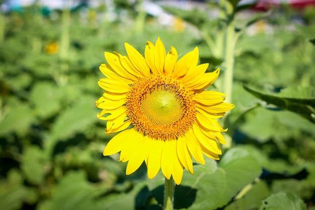 Gros plan beau tournesol sur le champ vert