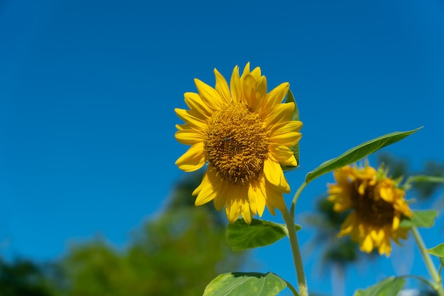 Gros plan de beau tournesol sur ciel flou