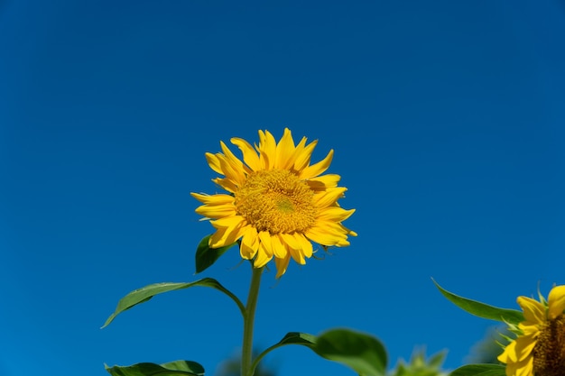 Gros plan de beau tournesol sur ciel flou