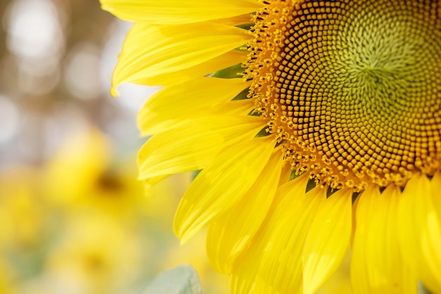 Gros plan, beau, tournesol, jardin