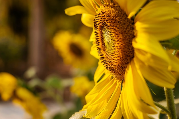 Gros plan, beau, tournesol, jardin