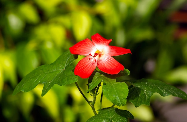 Gros plan d'une beauté de la famille des Hibiscus à fleurs rouges dans une mise au point peu profonde