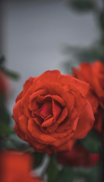 Gros plan sur la beauté avec une rose naturelle rouge