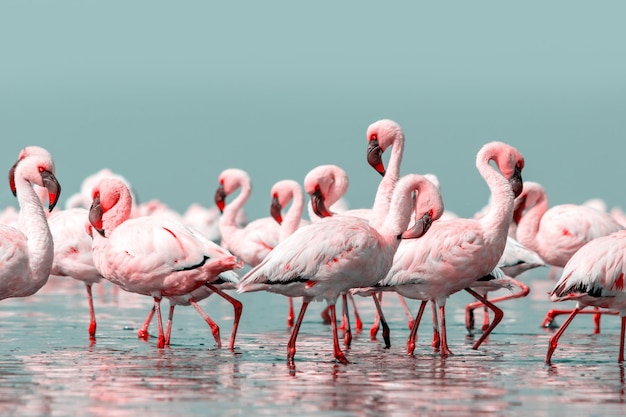 Gros plan de beaux flamants roses d'Afrique qui se tiennent dans l'eau calme avec reflet