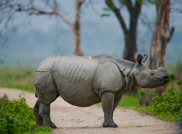 Gros plan sur de beaux rhinocéros dans la nature