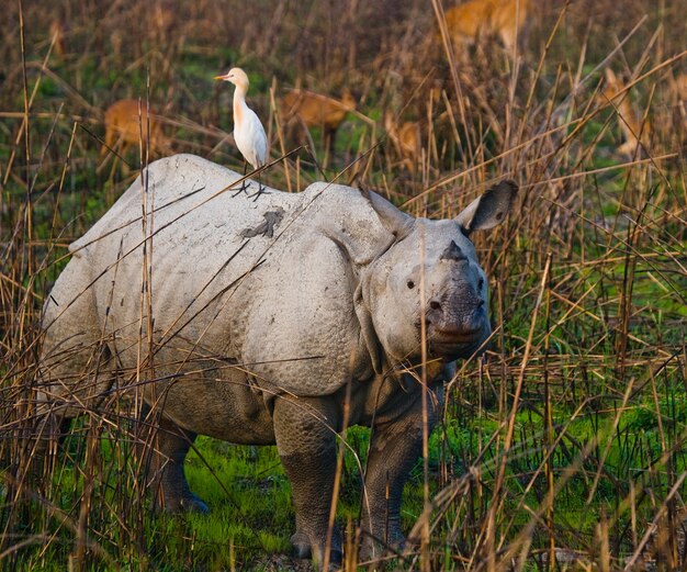 Gros plan sur de beaux rhinocéros dans la nature