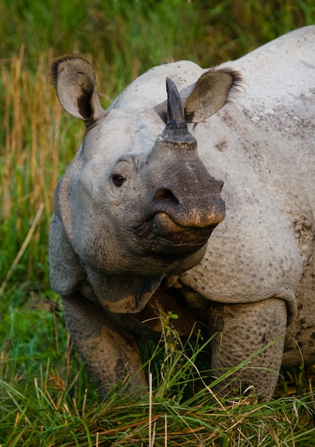 Gros plan sur de beaux rhinocéros dans la nature