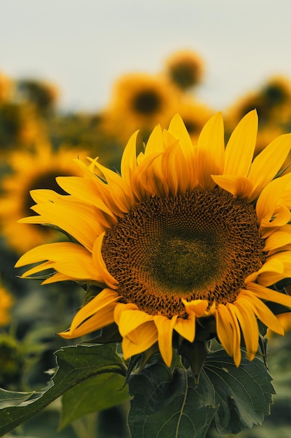 Un gros plan de beaux tournesols