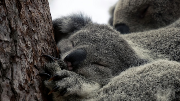 Gros plan d'un bébé koala endormi avec sa mère en arrière-plan