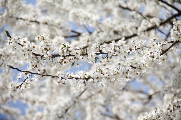 Gros plan sur un bel arbre en fleurs