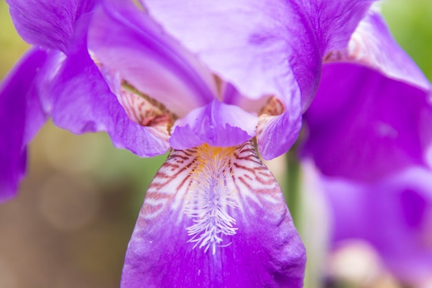 Gros plan d'un bel iris qui fleurit dans le jardin.