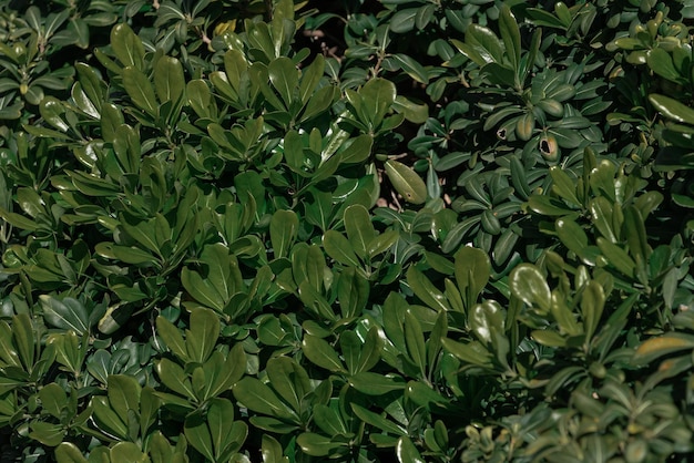 Gros plan d'une belle branche de brousse fraîche avec des feuilles vertes, l'arrière-plan est flou