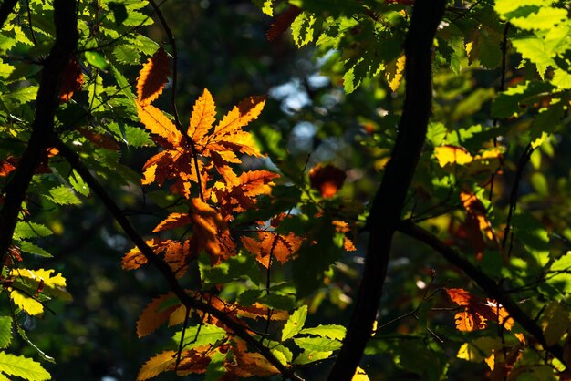 Gros plan d'une belle branche de feuilles de chêne aux couleurs vives de l'automne sur fond flou concept de nature florale pour les vacances à thème de la saison d'automne