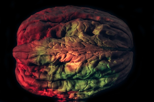 Photo en gros plan, une belle coquille de noix extrême dans une lumière multicolore texture d'arrière-plan pour la conception macro ph