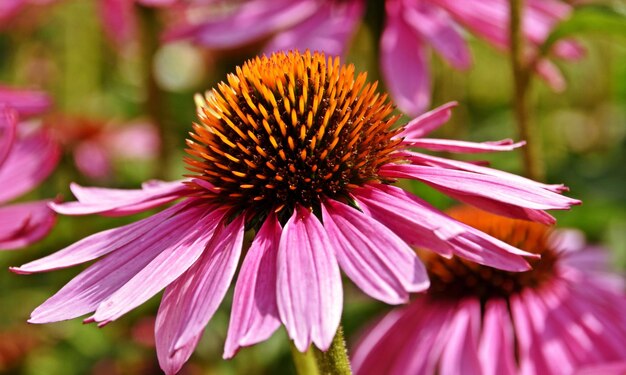 gros plan d'une belle échinacée rose