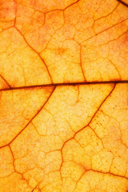 Gros plan de belle feuille d'érable. photo de haute qualité