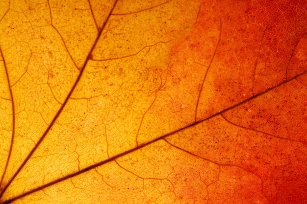 Gros plan de belle feuille d'érable. photo de haute qualité