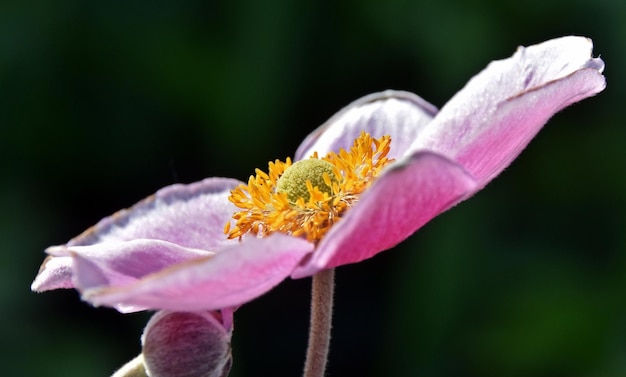 gros plan d'une belle fleur d'anémone au soleil