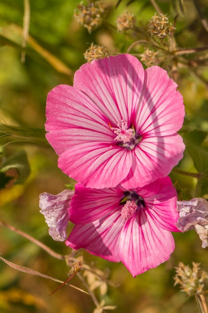 Photo gros plan sur la belle fleur annuelle de mauve (lavatera trimestris).