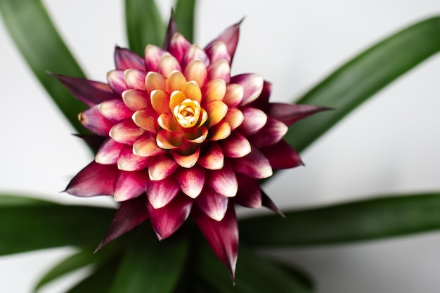 Gros plan de la belle fleur de bromelia pourpre avec des feuilles vertes sur fond blanc. Photo vue de dessus.