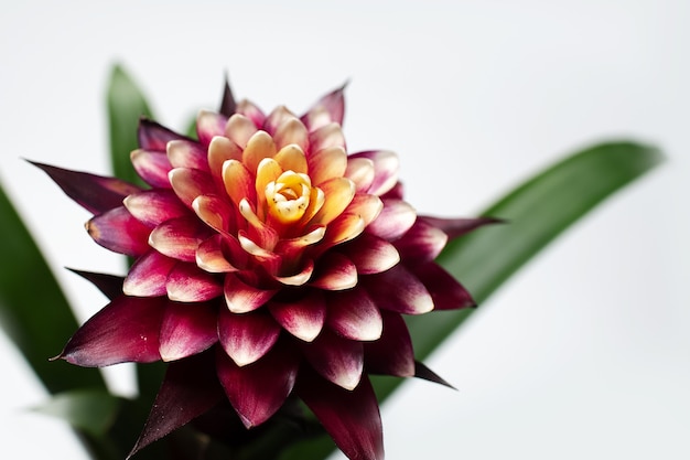 Gros plan de la belle fleur de bromelia pourpre avec des feuilles vertes sur fond blanc. Photo vue de dessus.