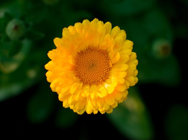 Gros plan belle fleur de chrysanthème jaune dans le jardin, fond de fleurs.