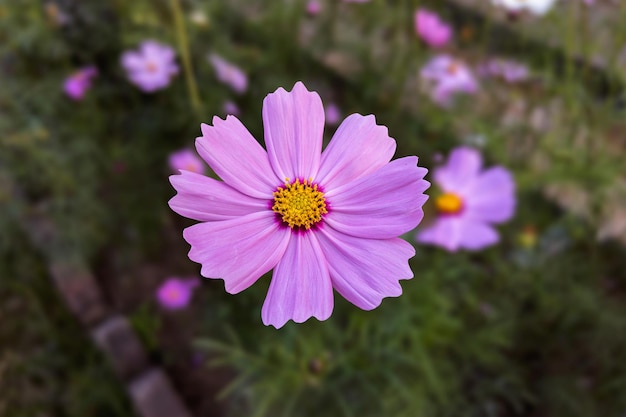 Gros plan d'une belle fleur de cosmos dans le jardin