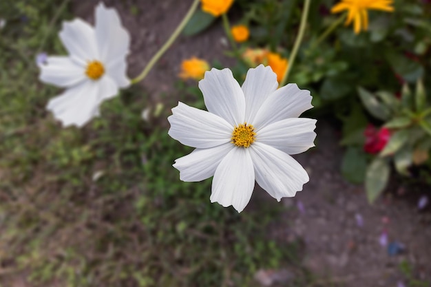 Gros plan d'une belle fleur de cosmos dans le jardin