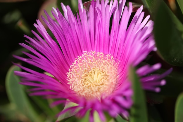 Gros plan d'une belle fleur de couleur rose avec un centre jaune