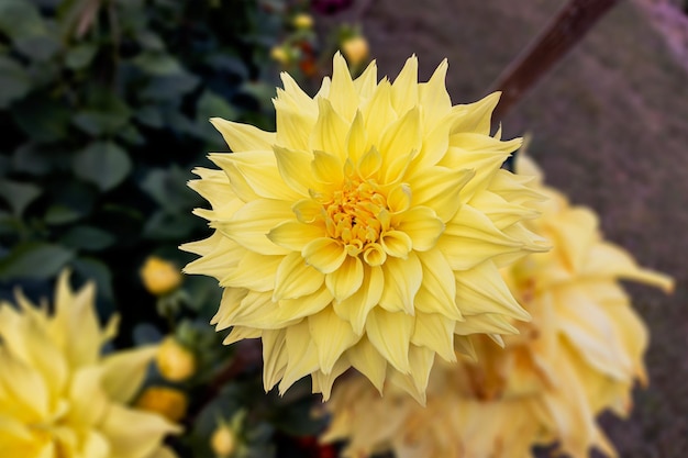 Gros plan d'une belle fleur de dahlia dans le jardin