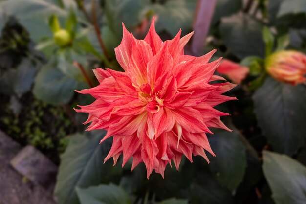 Gros plan d'une belle fleur de dahlia dans le jardin